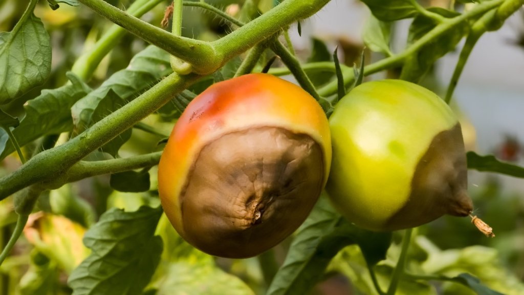 Tomato Fruit Problems: Cracking, Blossom End Rot, No Fruit and More - Happy Valley Seeds