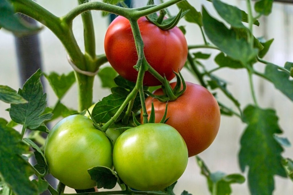 Tomato Grub, Corn Earworm and Native Budworm: Helicoverpa in the Vegie Patch - Happy Valley Seeds
