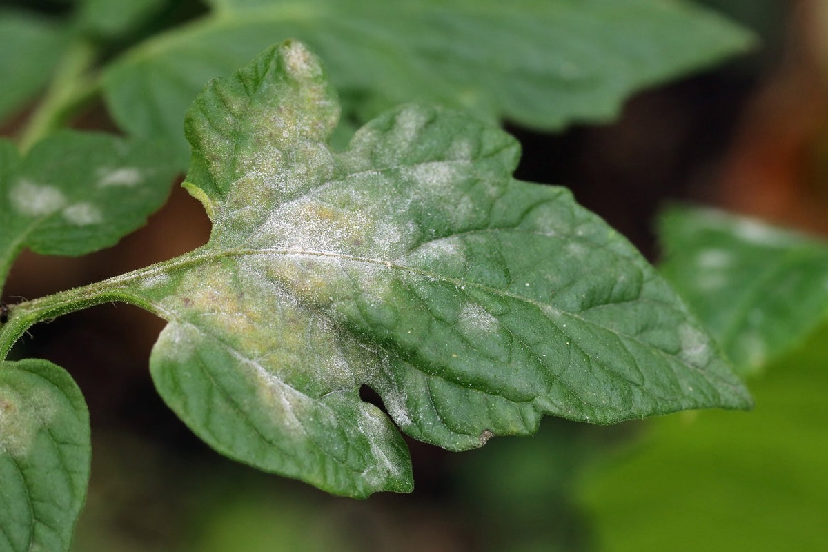 A tomato leaf with pale powdery patches and yellowing.