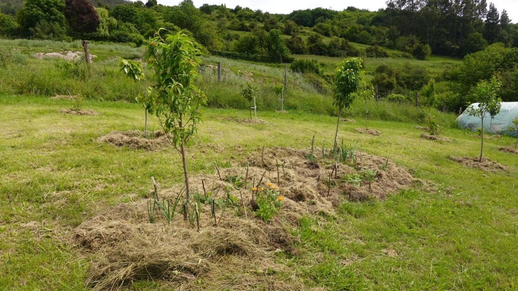 Underplanting fruit trees: what to grow under the canopy without starving the tree - Happy Valley Seeds