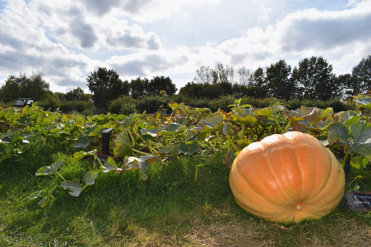 A large orange pumpkin on the vine in a vegetable patch