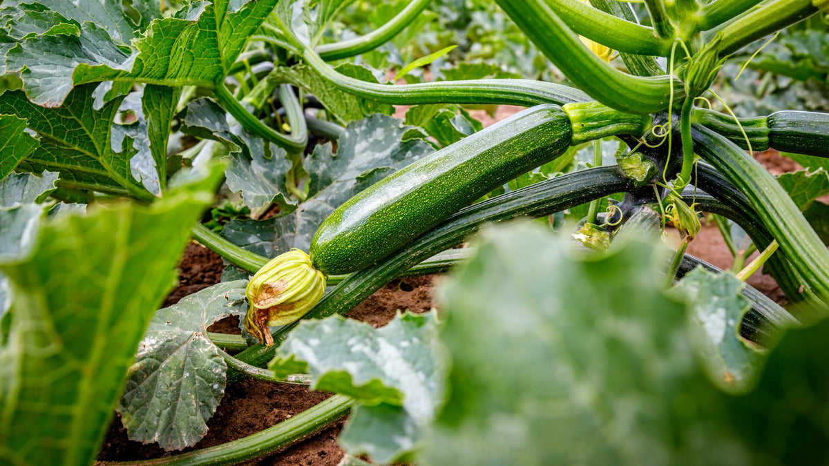 A zucchini plant with a young fruit forming