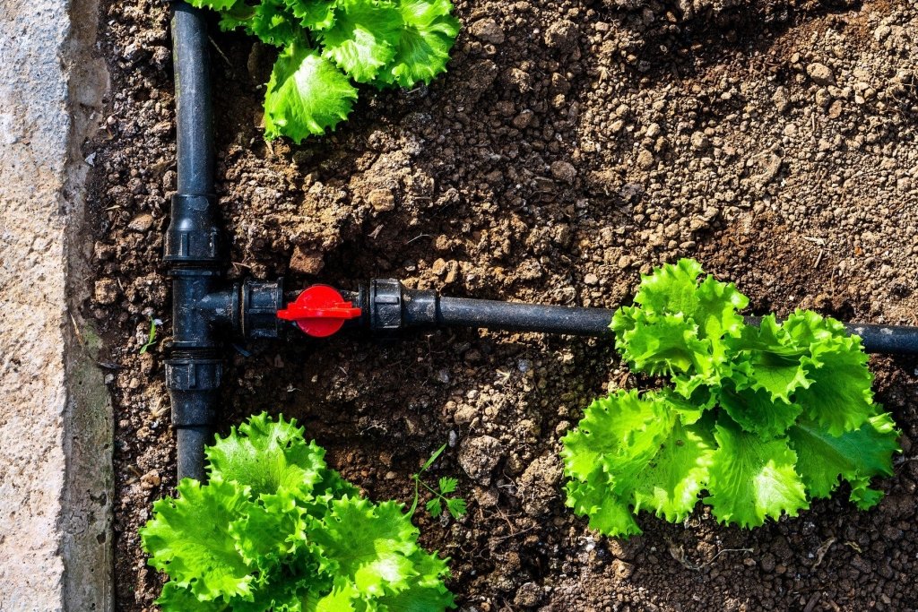 Water-wise gardening: getting more from every drop in a dry climate - Happy Valley Seeds