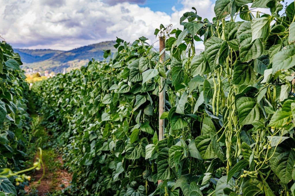 Wet-Season Gardening in the Tropics: Crops That Cope - Happy Valley Seeds