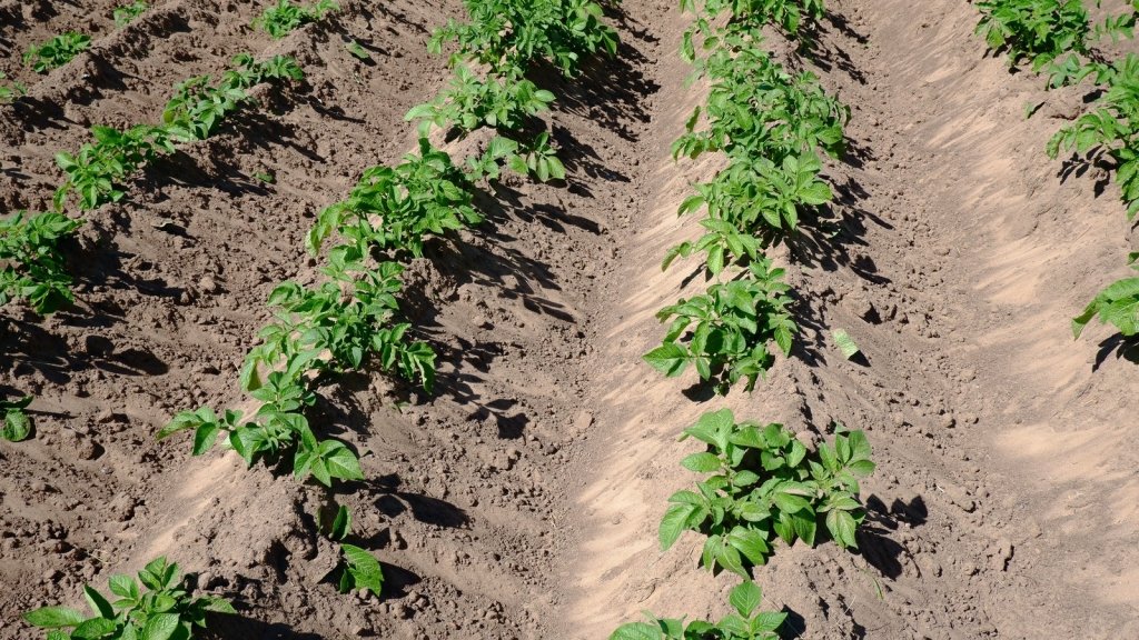 What to plant with potatoes, and what to keep away - Happy Valley Seeds