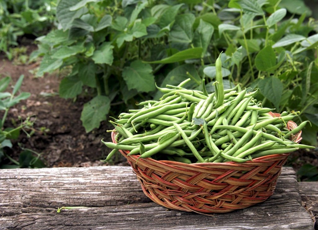What to Sow in October: Vegetables for Every Australian Zone - Happy Valley Seeds