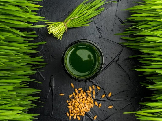 Wheat, Barley and Oat Grass: How to Grow Grain Grasses at Home