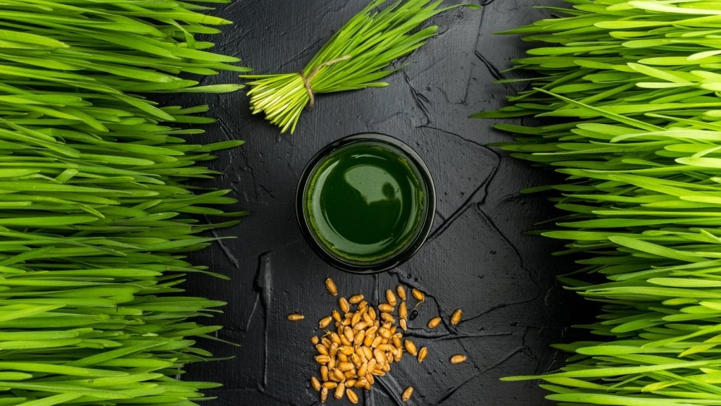 Wheat, Barley and Oat Grass: How to Grow Grain Grasses at Home - Happy Valley Seeds