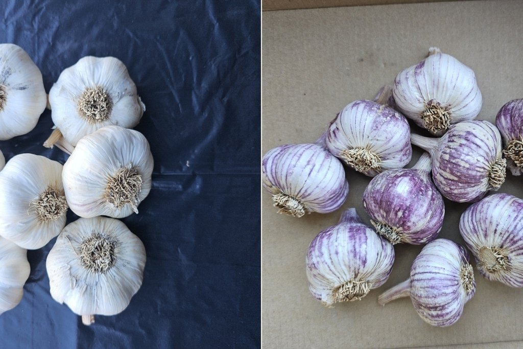Which Garlic Should I Grow? A Flavour and Variety Guide - Happy Valley Seeds