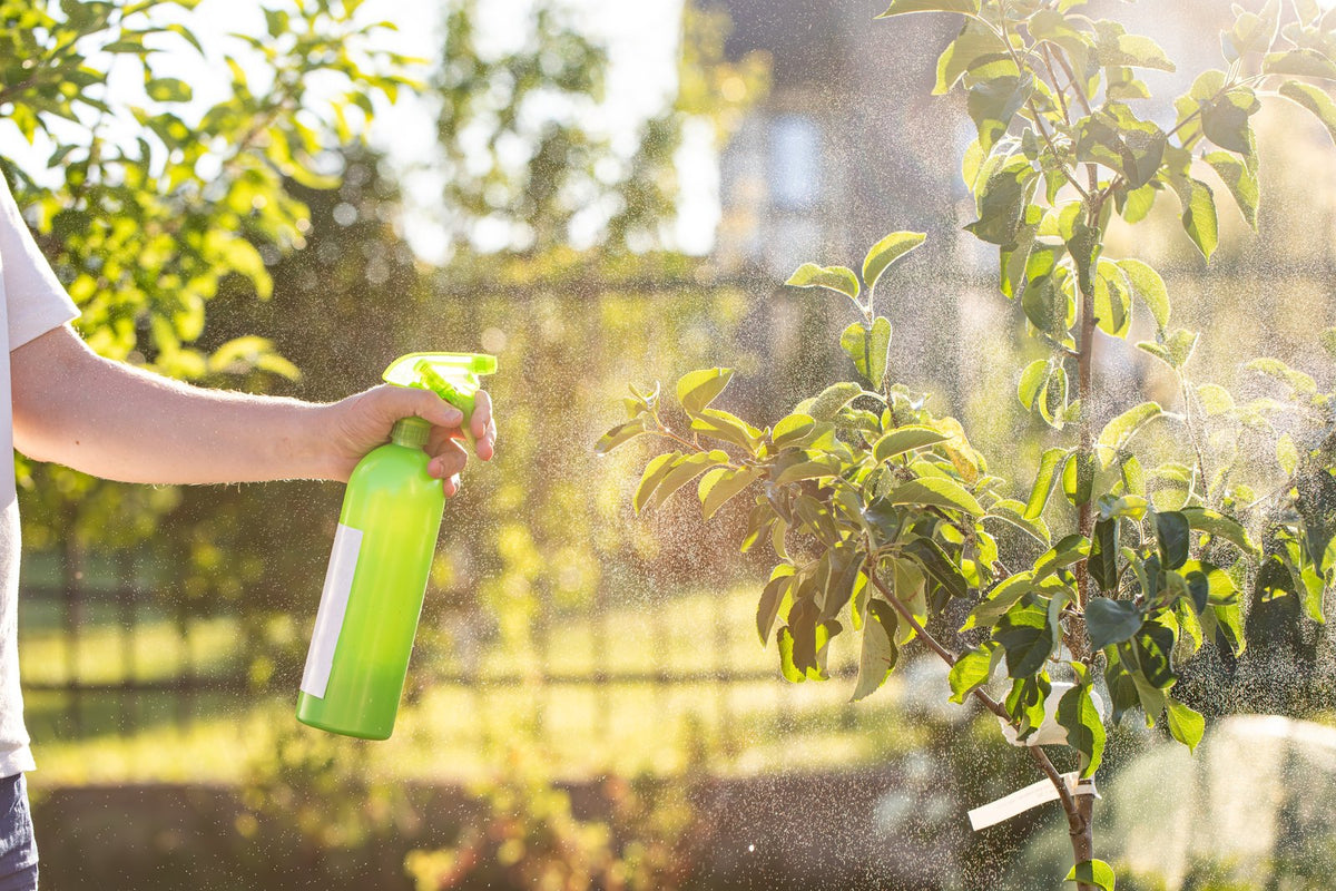 A gardener spraying a fruit tree's leaves with a hand sprayer.