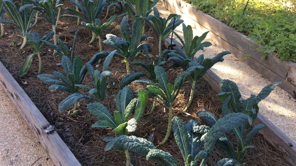 Why plants stop growing in winter: day length, soil temperature and dormancy - Happy Valley Seeds