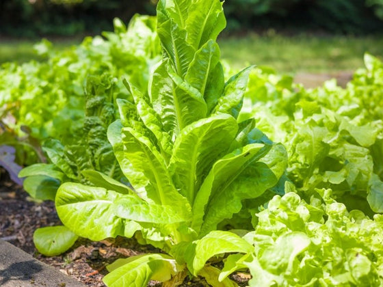 Why vegetables bolt, and how to slow it down