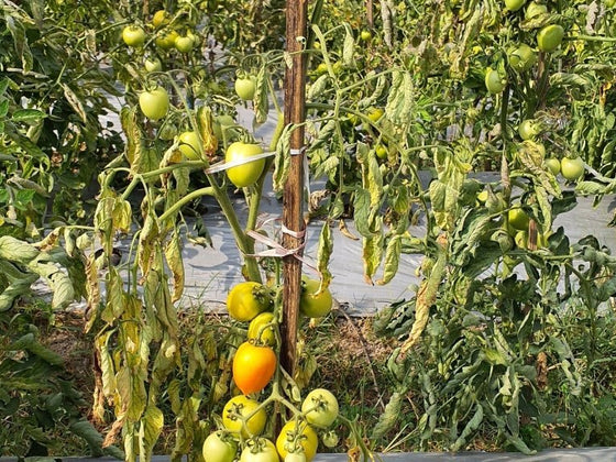 Wilt Diseases in Vegetables: Fusarium, Verticillium and Bacterial Wilt