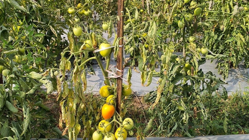 Wilt Diseases in Vegetables: Fusarium, Verticillium and Bacterial Wilt - Happy Valley Seeds