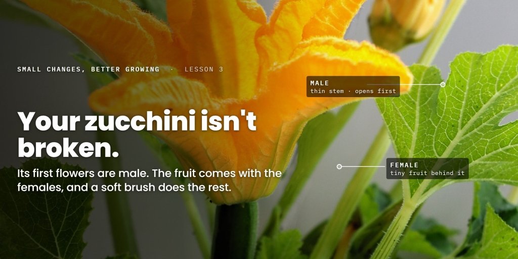 Zucchini Flowers But No Fruit: The Male Flower Problem, Solved in a Morning - Happy Valley Seeds