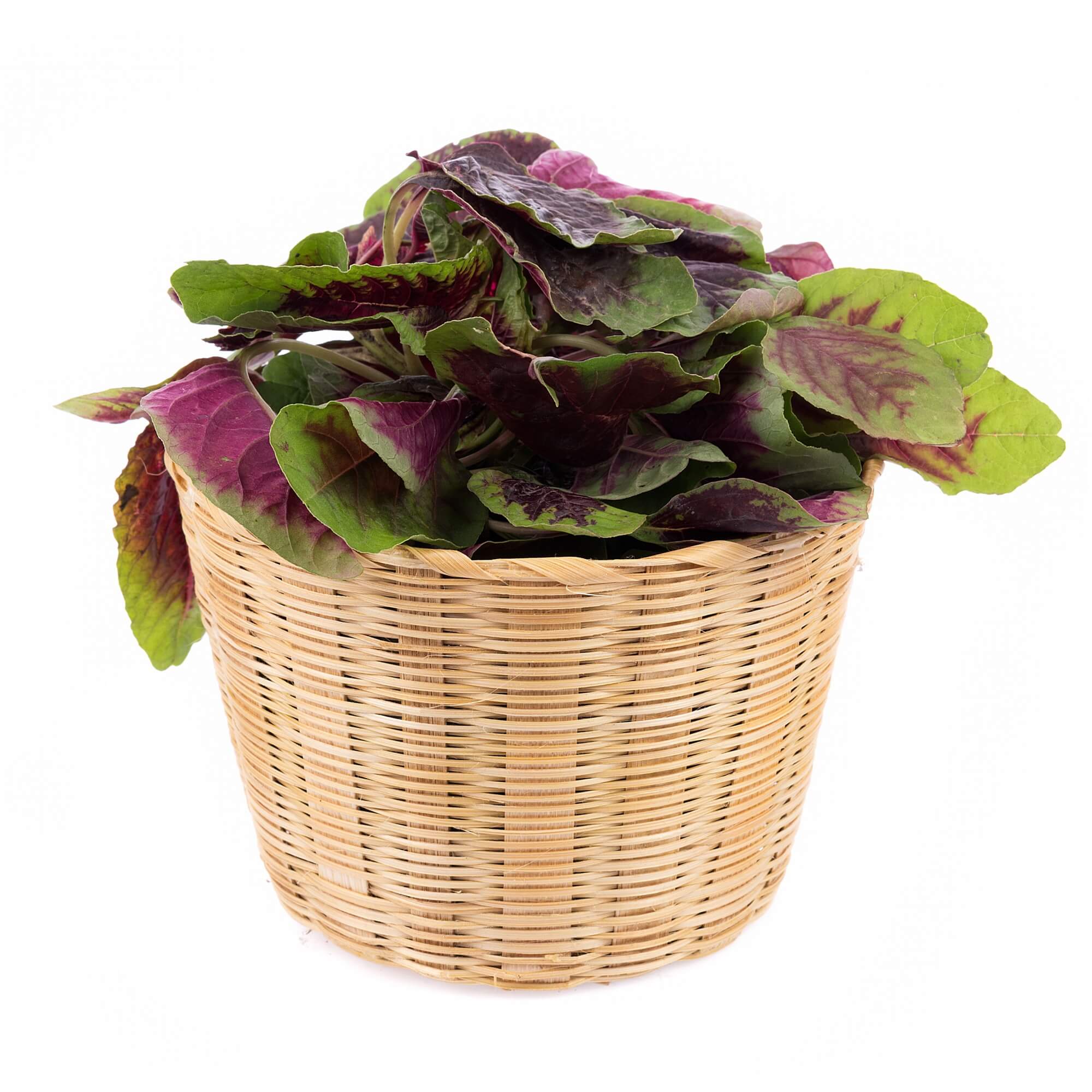 Amaranth Greens - Red Beauty seeds