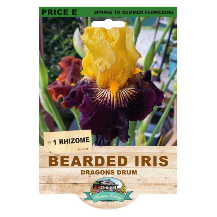 Bearded Iris Dragons Drum (Pack of 1 Rhizome)