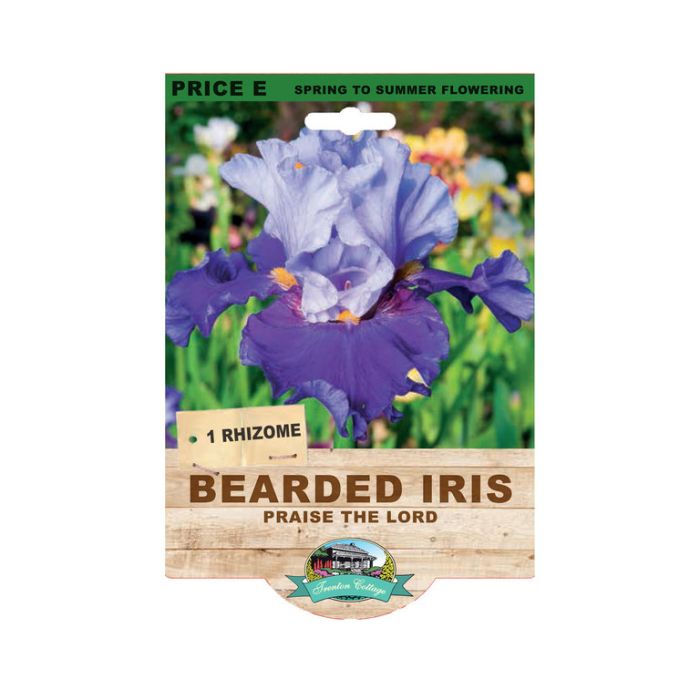 Bearded Iris Praise The Lord (Pack of 1 Rhizome)