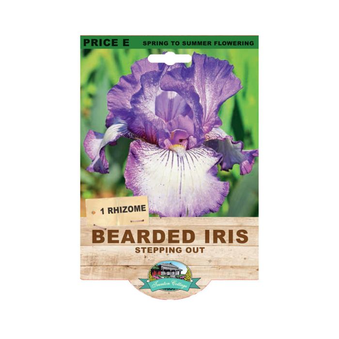 Bearded Iris Stepping Out (Pack of 1 Rhizome)