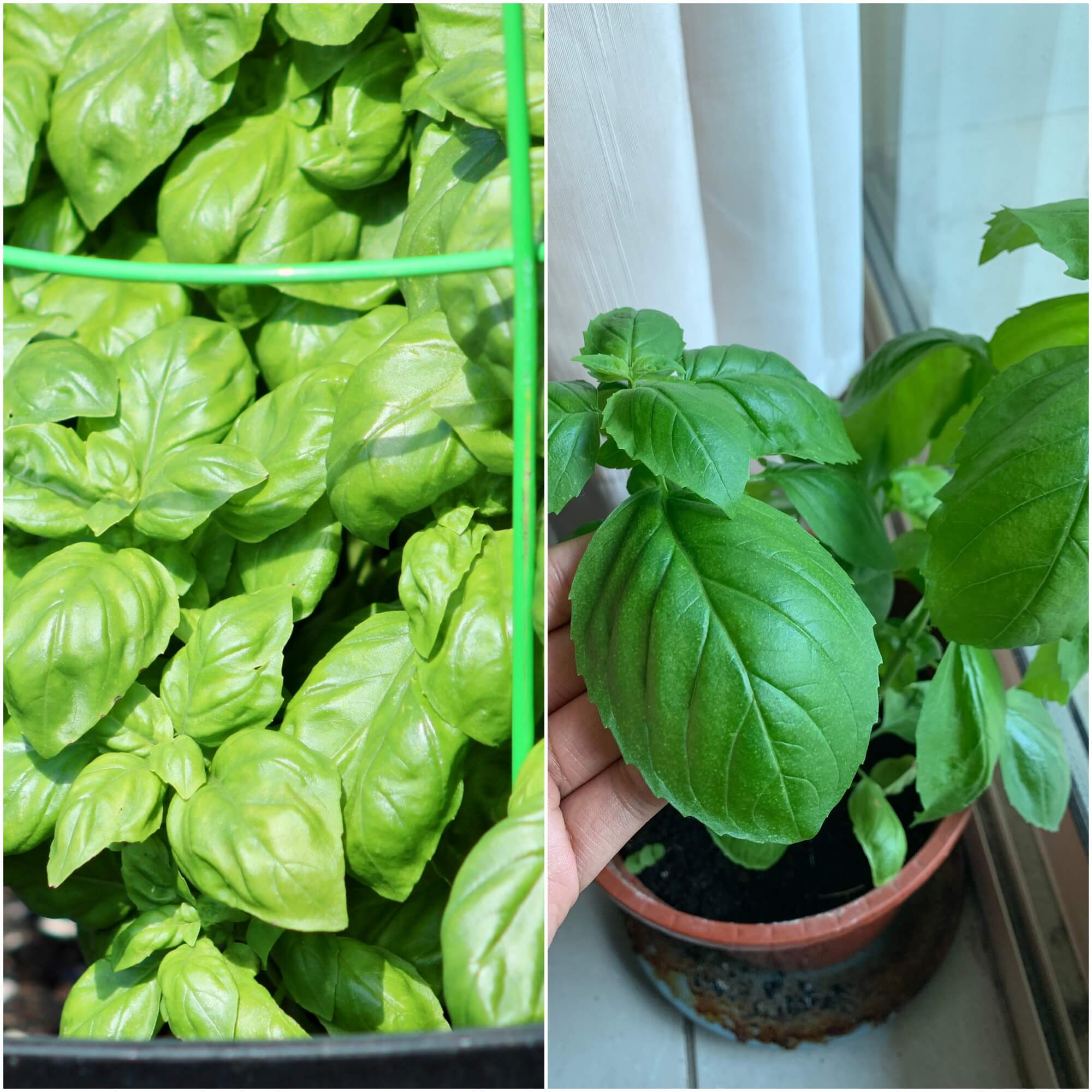 Basil - Large Sweet Italian seeds