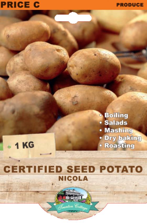 Seed Potato - Nicola (TC) - 1kg