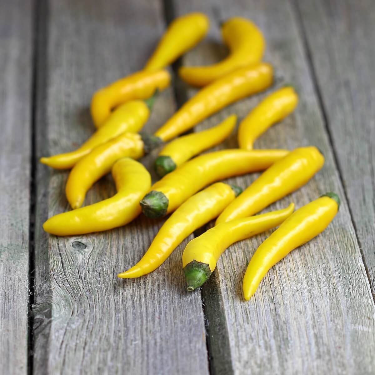 Chilli - Sunstrike seeds