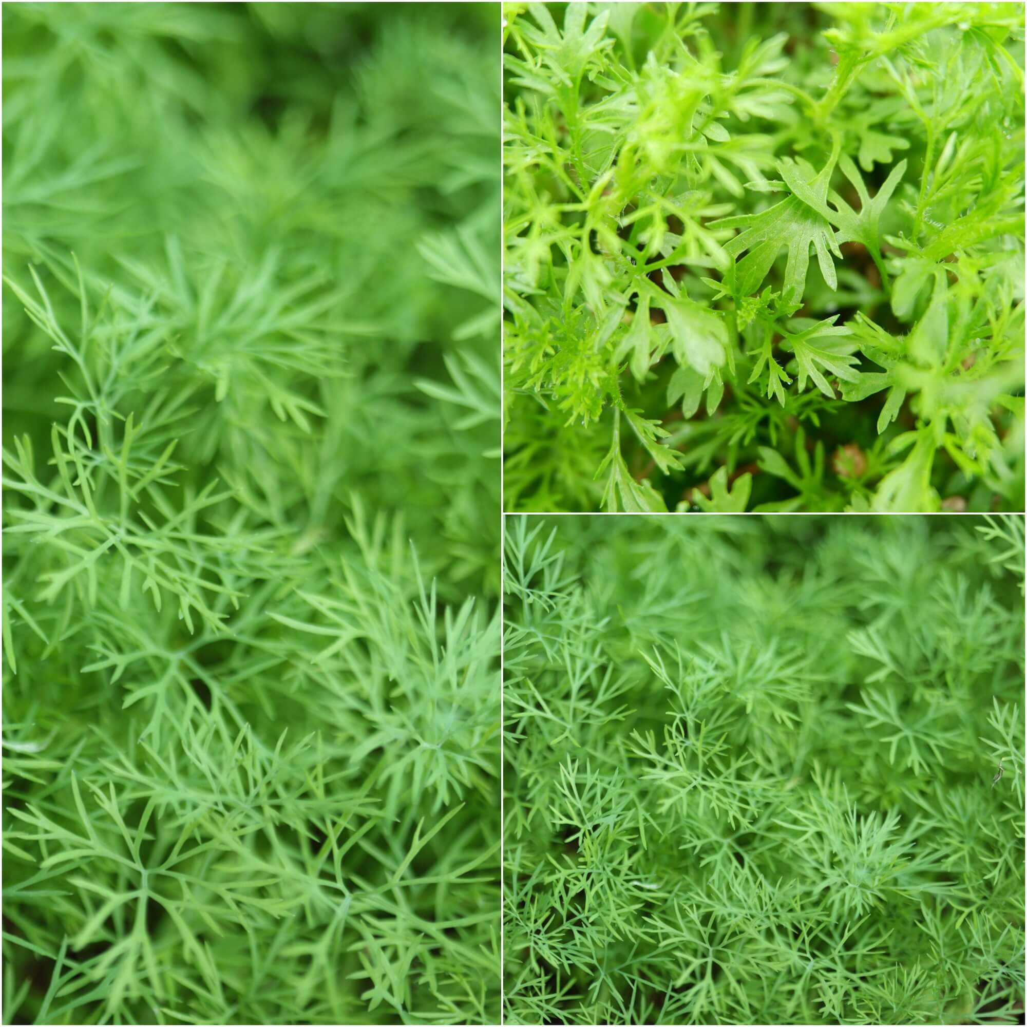 Coriander - Confetti Frilly seeds