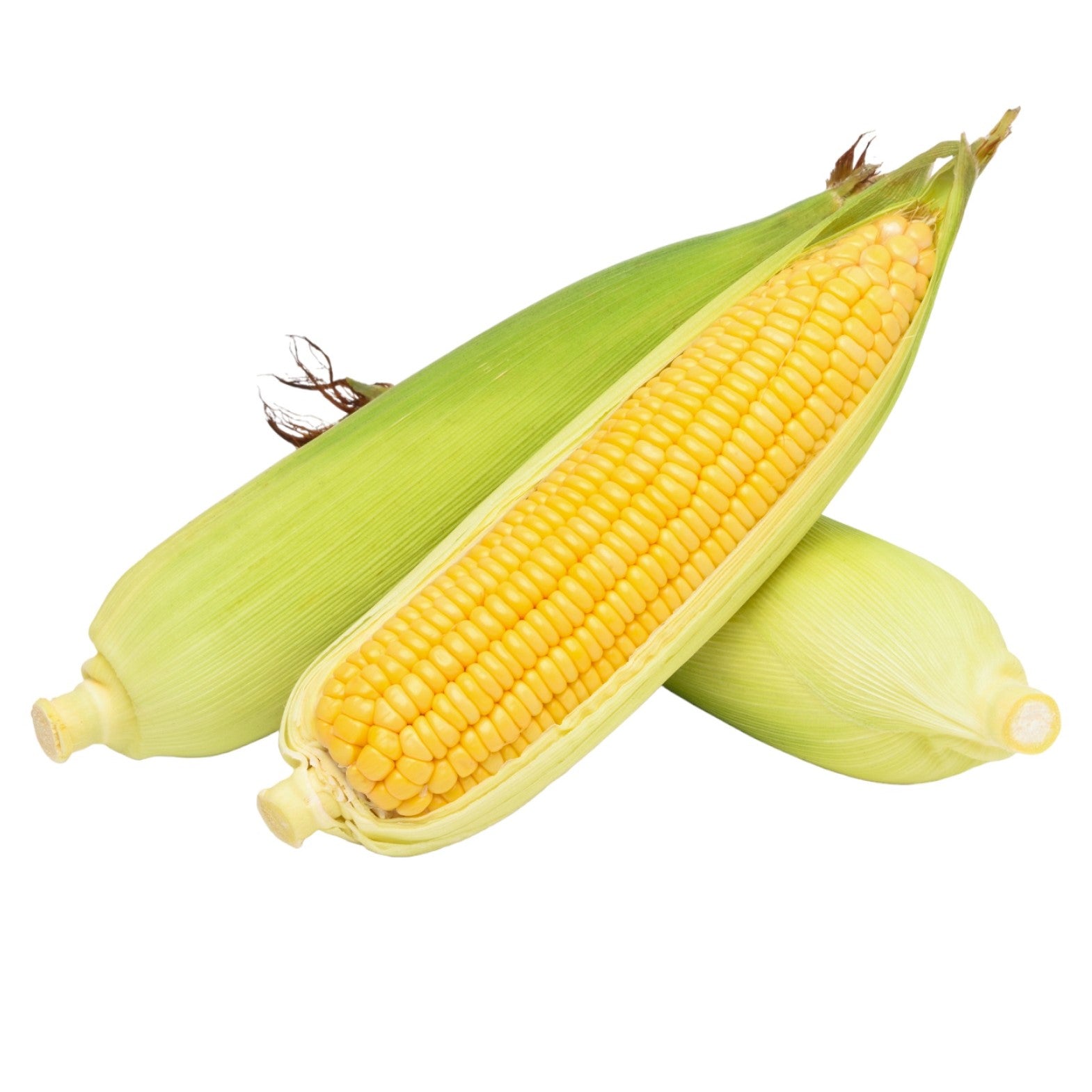 Corn - Maize Manning Pride seeds