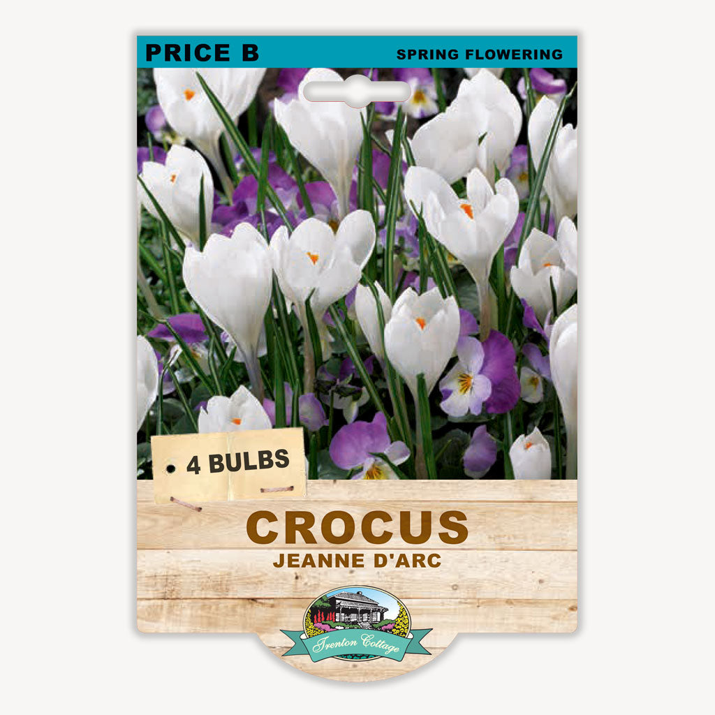 Crocus Jeanne D'Arc (Pack of 4 Corms)