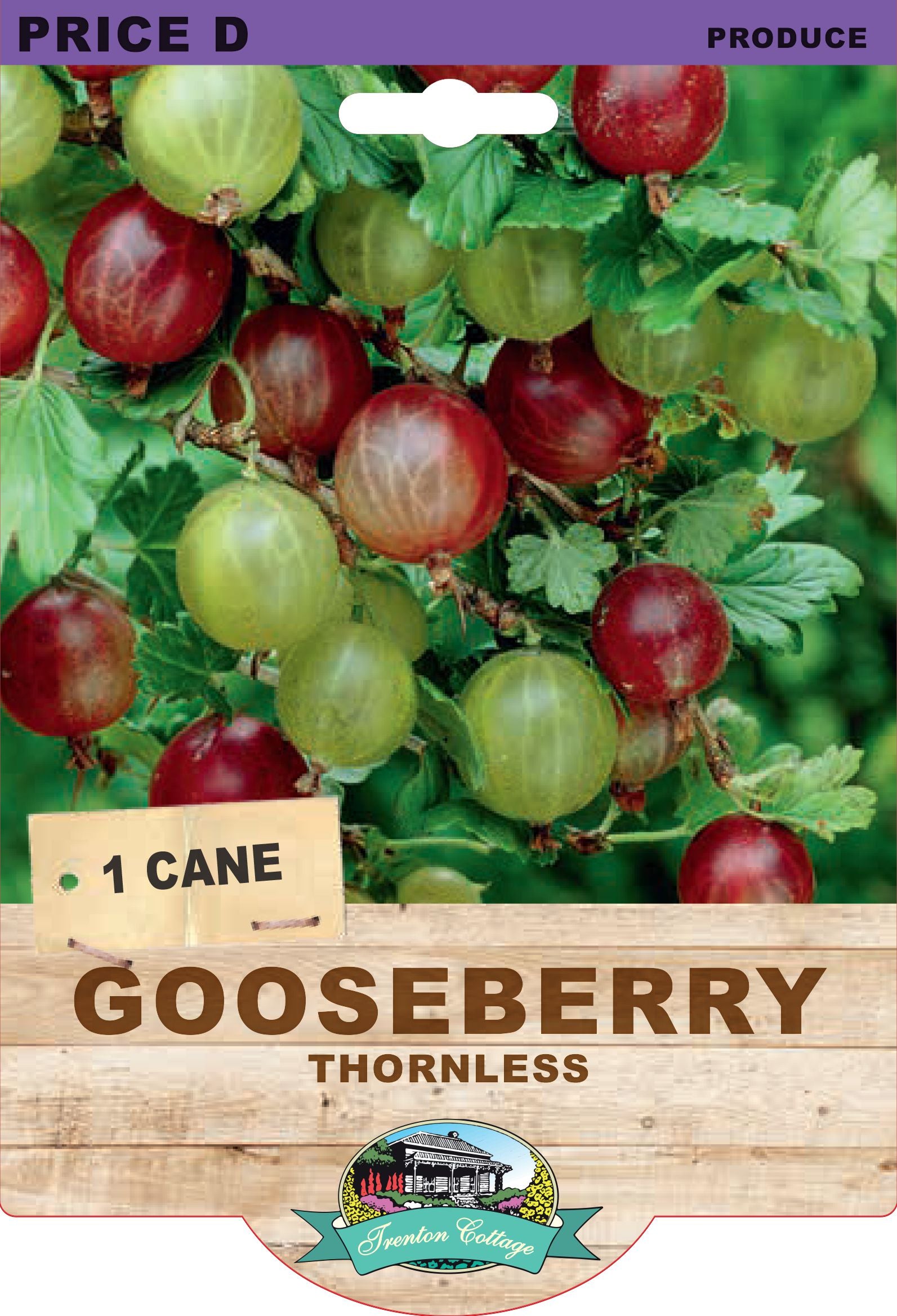 Gooseberry Thornless (Pack of 1 Cane) (TC)
