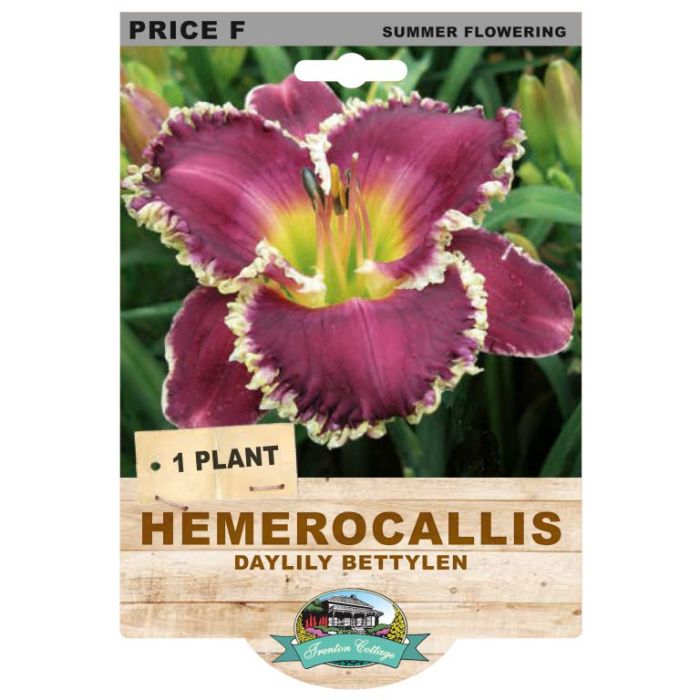 Hemerocallis Daylily Bettylen (Pack of 1)