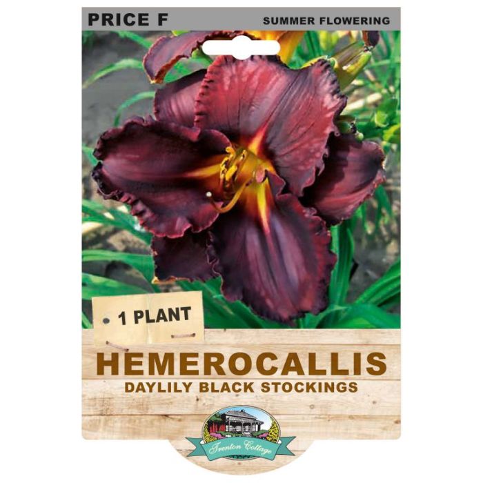 Hemerocallis Daylily Black Stockings (Pack of 1)