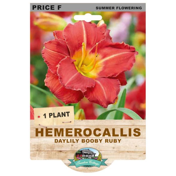 Hemerocallis Daylily Booby Ruby (Pack of 1)