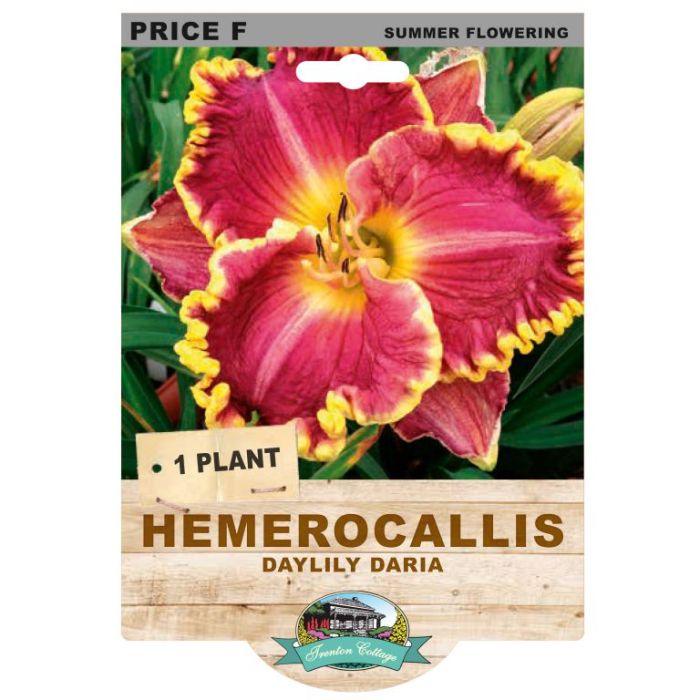 Hemerocallis Daylily Daria (Pack of 1)