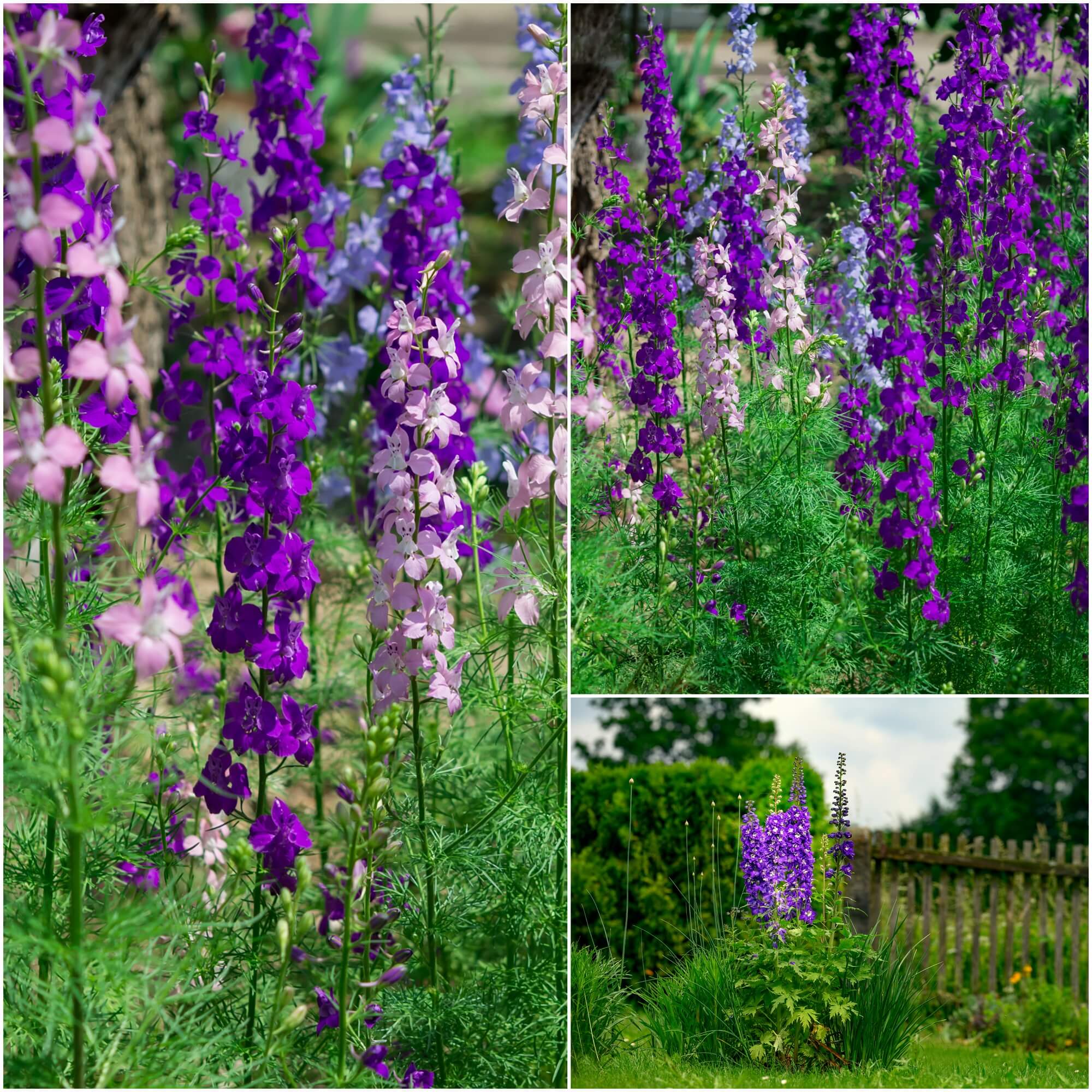 Larkspur - Imperial Mix seeds