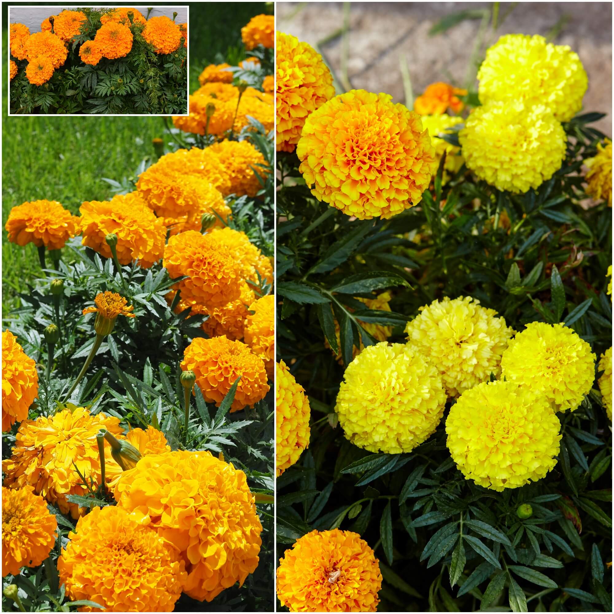 Marigold - Calando Mix seeds