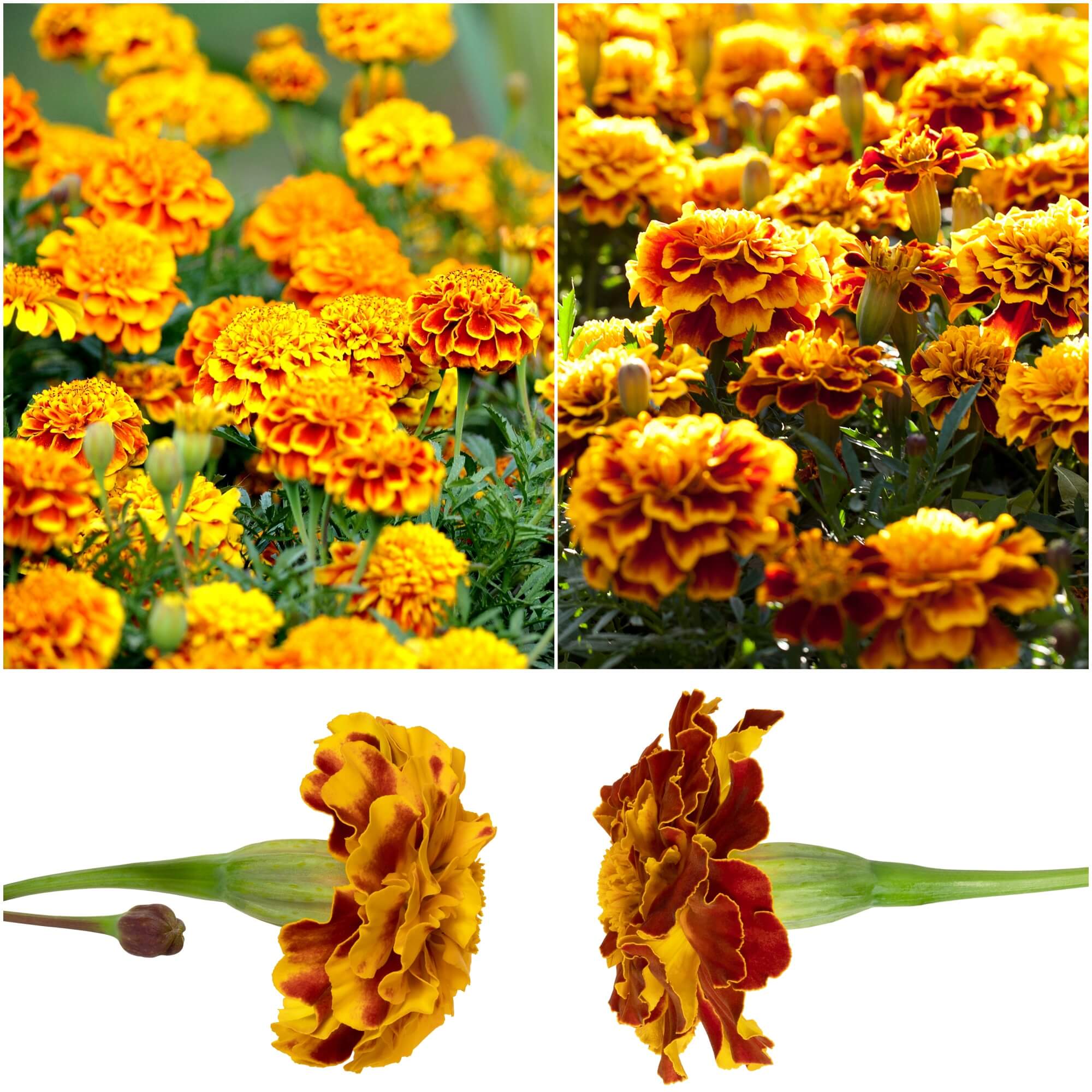 Marigold - Fiesta seeds