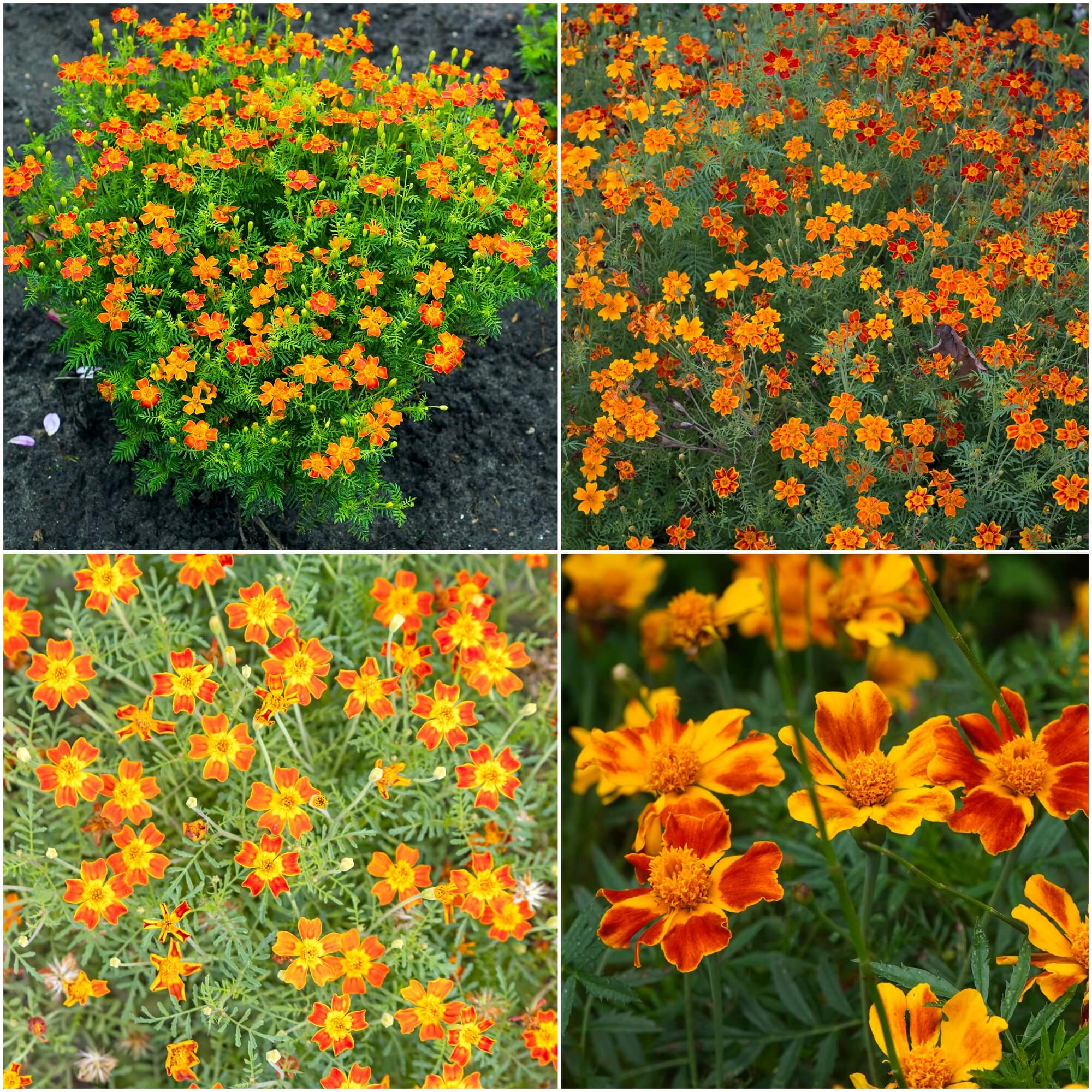 marigold starfire mix seeds Marigold