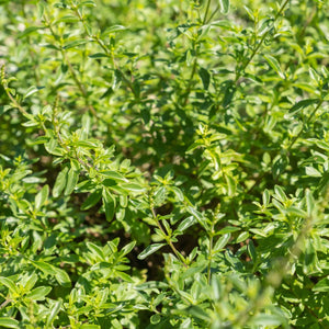 Mountain Mint (Mint Balcan) seeds