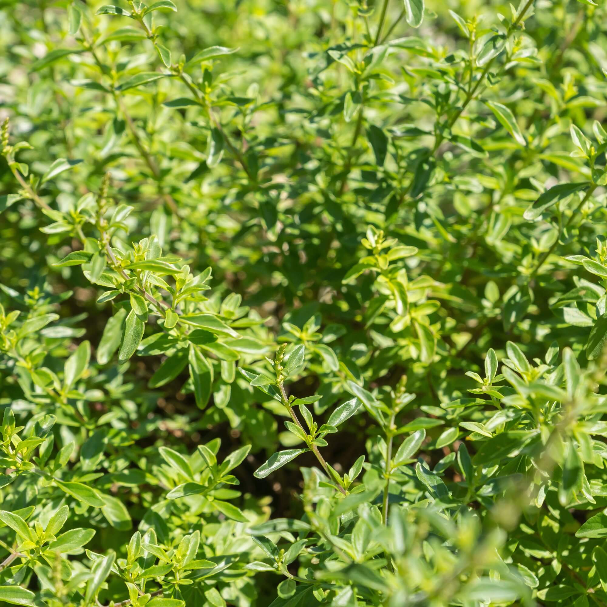Mountain Mint (Mint Balcan) seeds