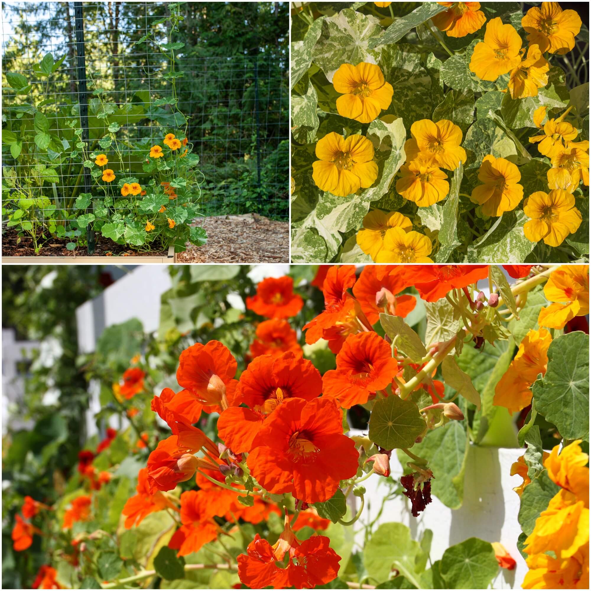 Nasturtium - Alaska Mixed seeds