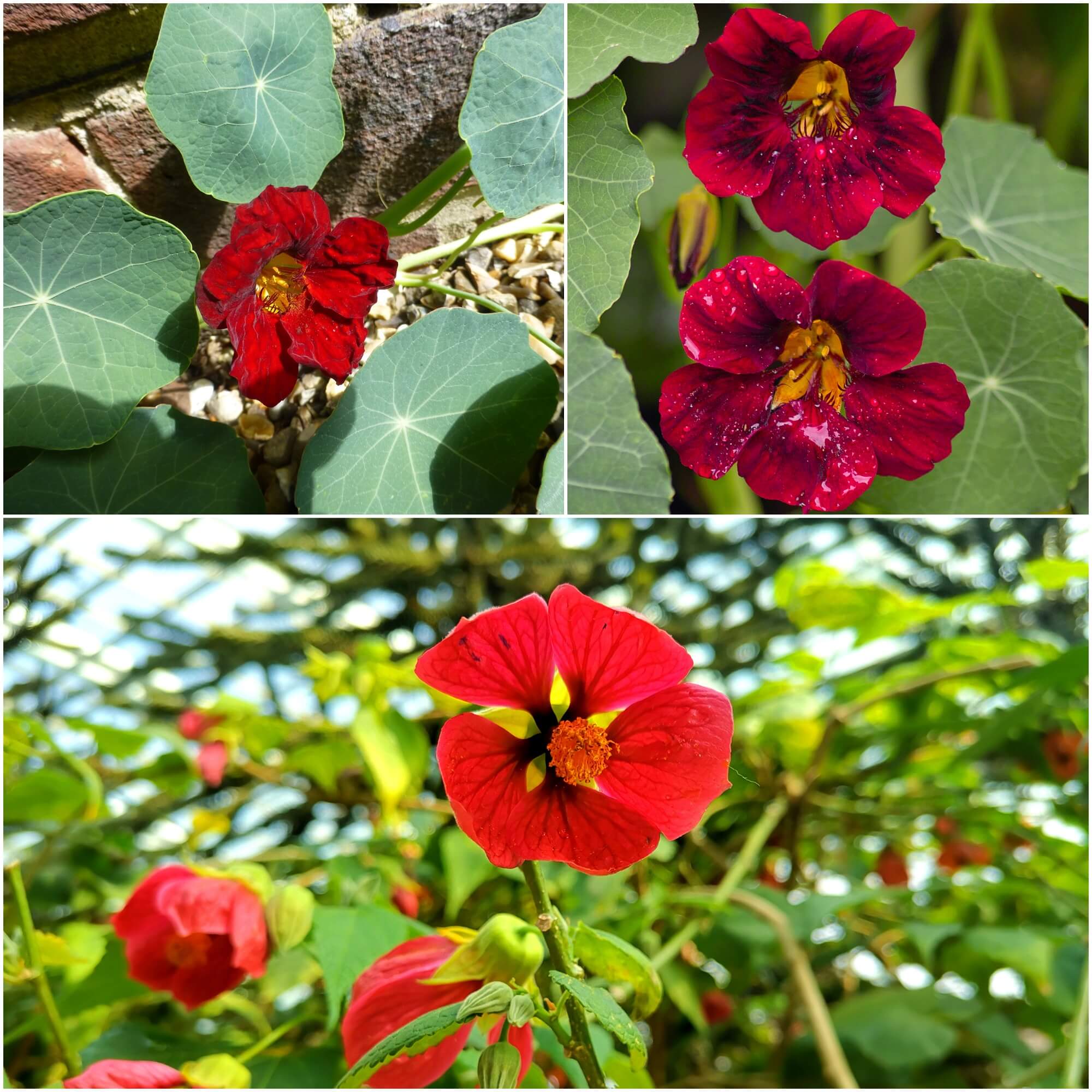 Nasturtium - Tom Thumb Black Velvet seeds