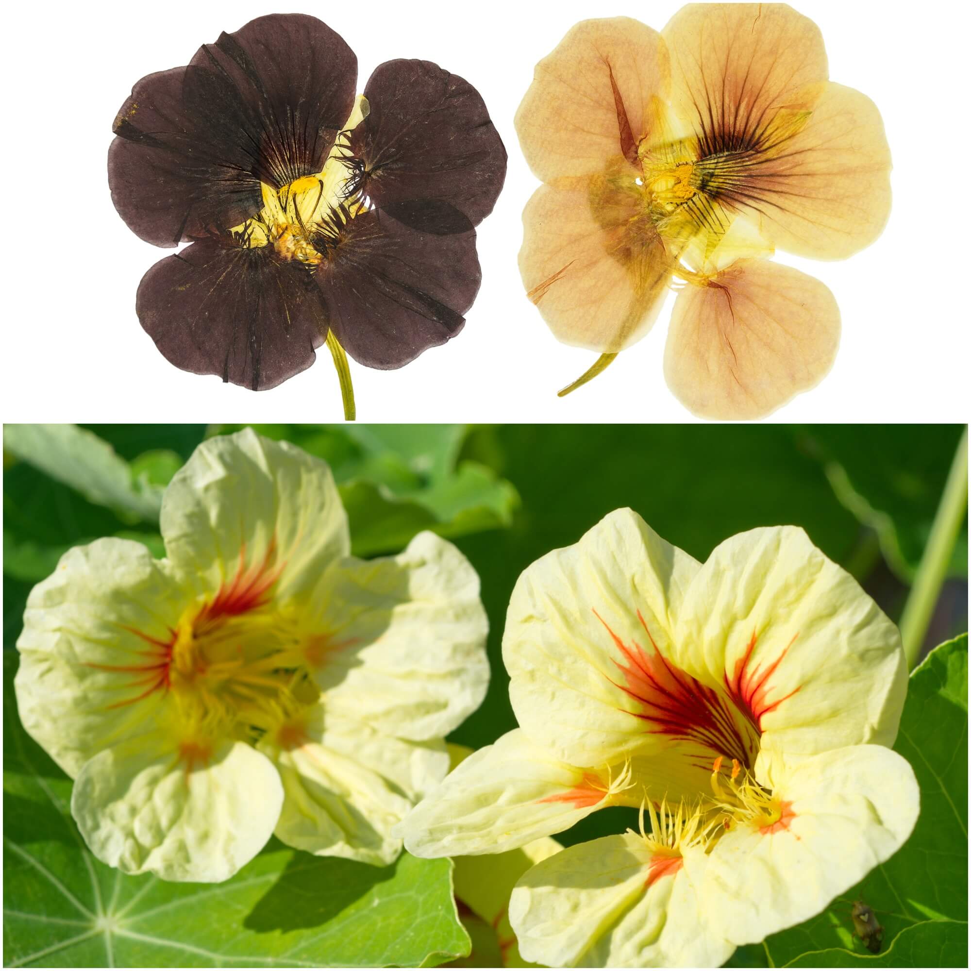 Nasturtium - Top Night & Day seeds