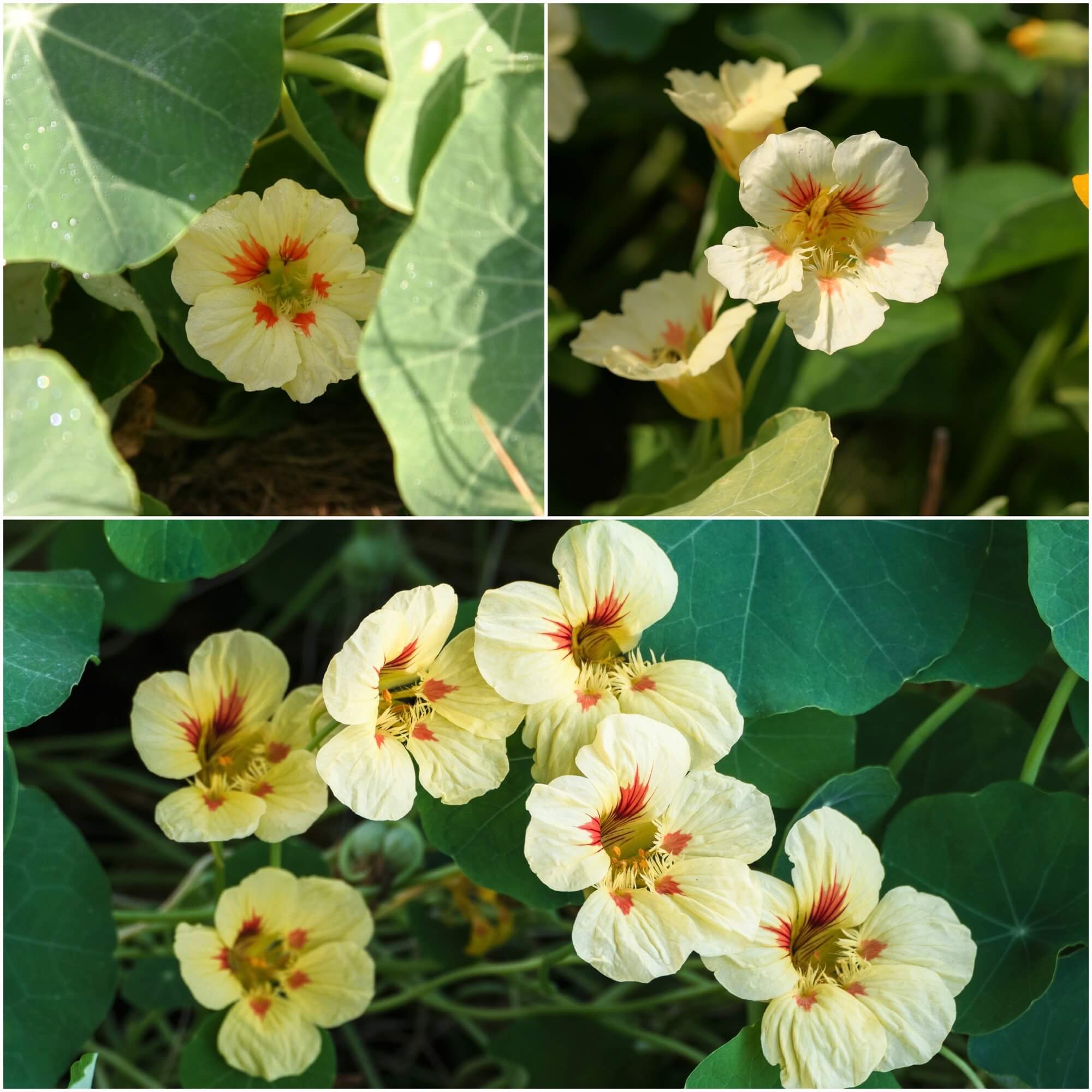 Nasturtium - Yeti Cream seeds