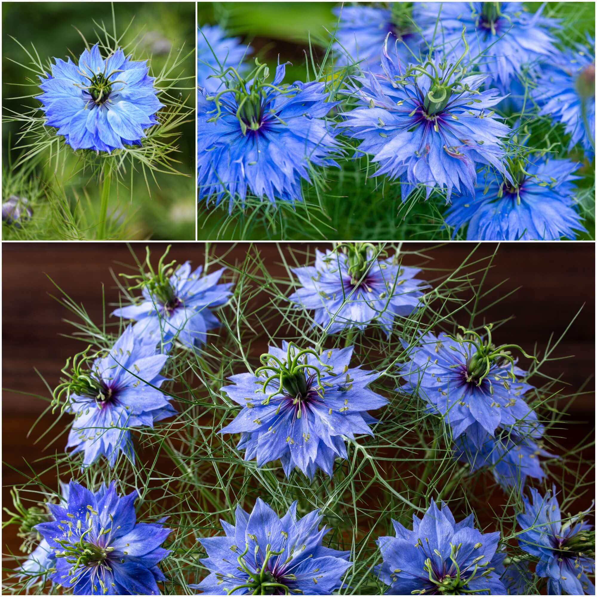 Nigella - Miss Jekyll Indigo Blue seeds