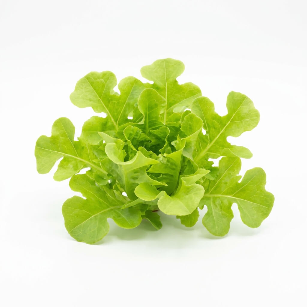 Lettuce - Salad Bowl Green seeds (Organic)