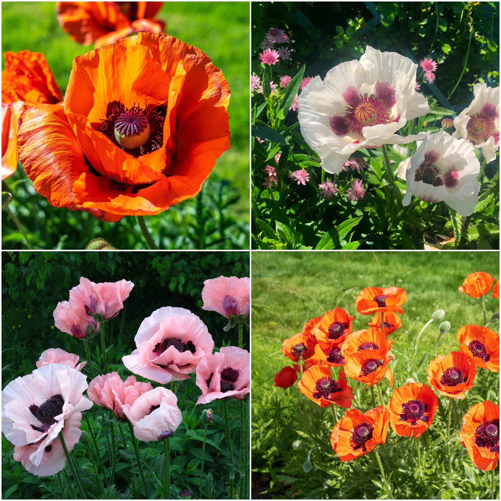 Poppy - Orientale Mix seeds