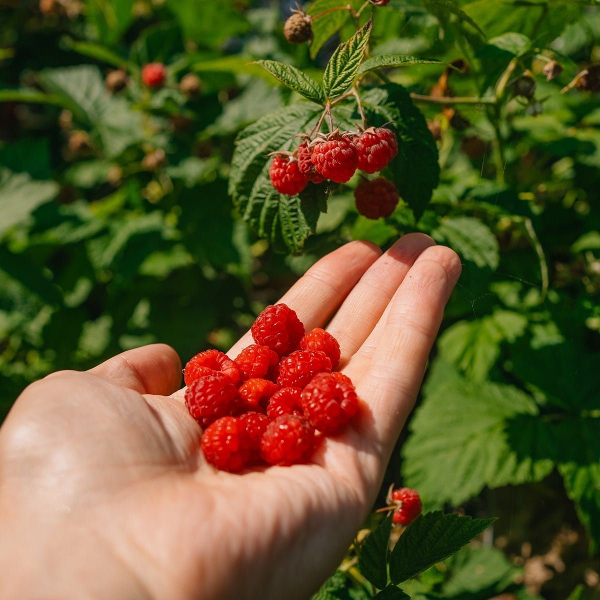 Raspberry - Summer Fruiting (Pack of 3 Canes)