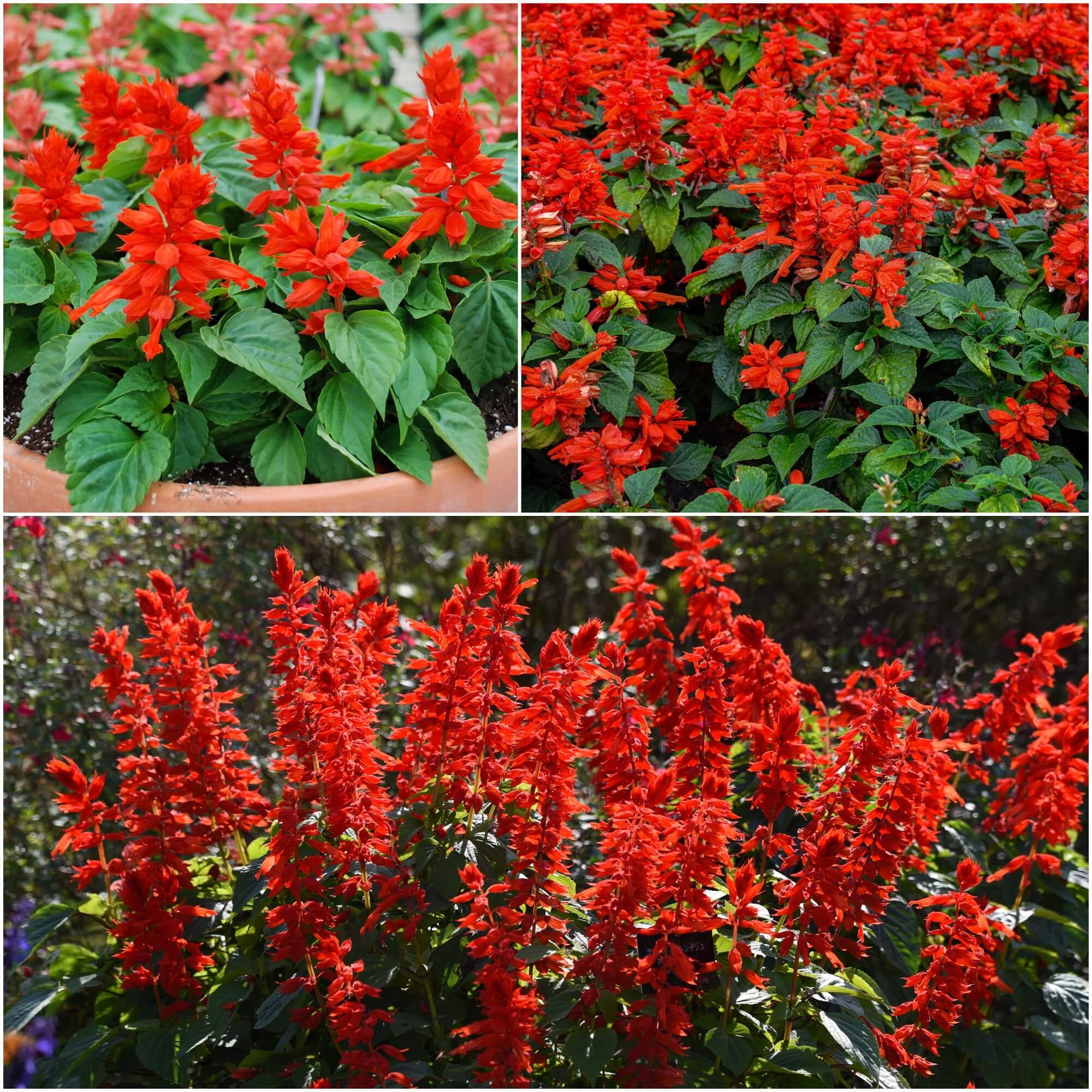 Salvia - Blaze of Fire seeds