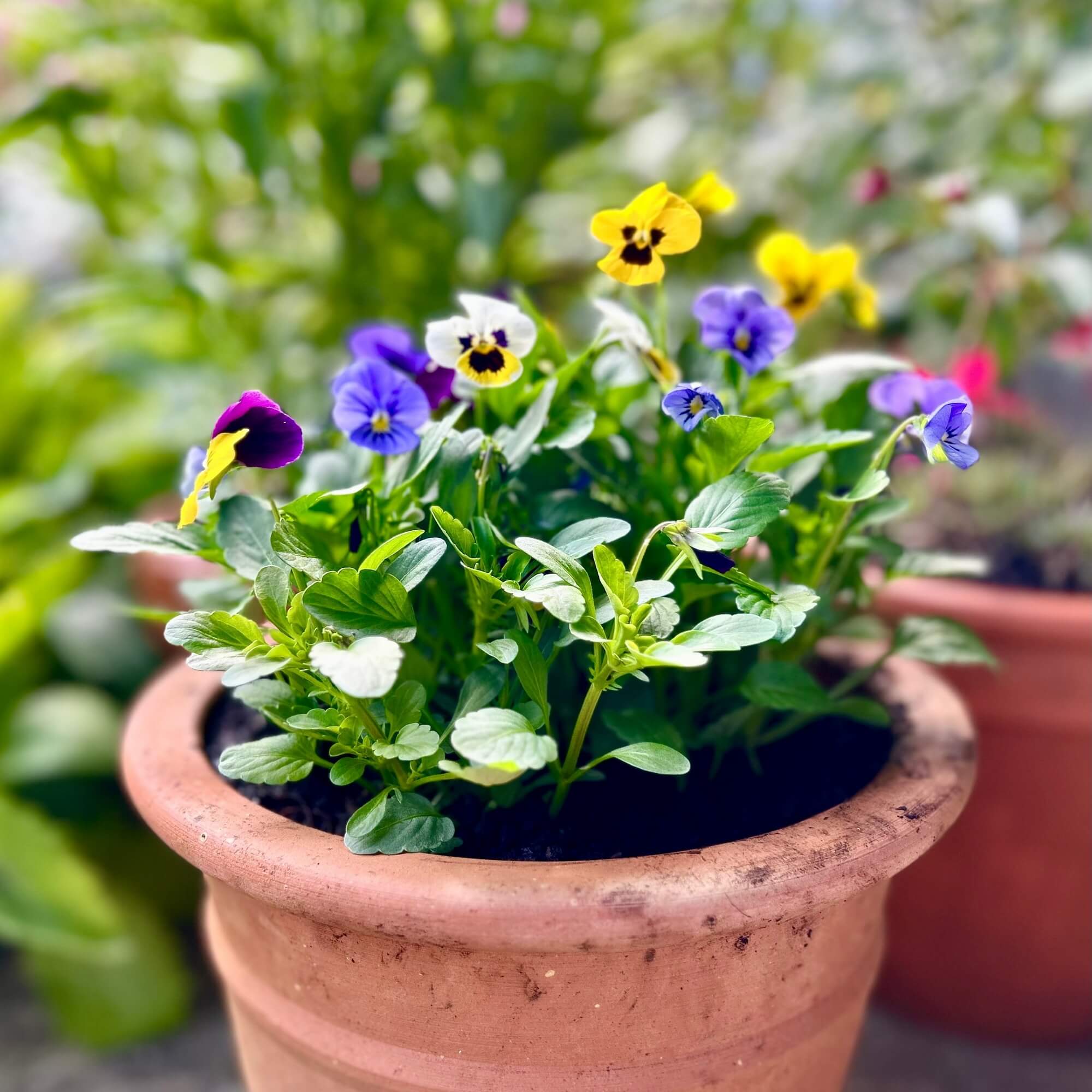 Viola (Pansy) - F2 Jemma Mix seeds